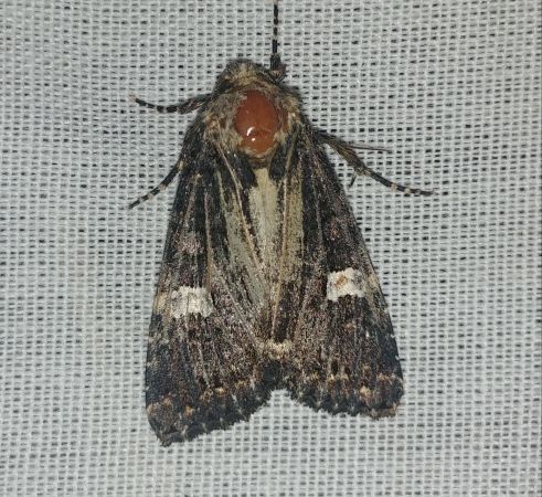 Melanchra persicariae 
