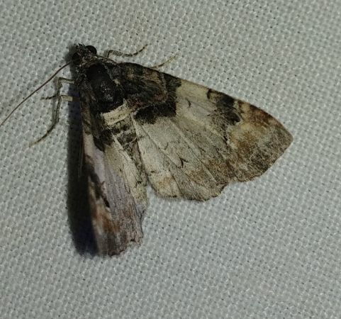 Catarhoe cuculata 