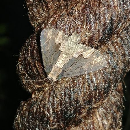 Dypterygia scabriuscula 