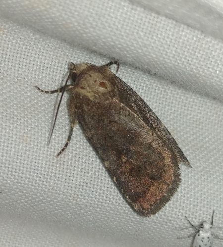 Rusina ferruginea 