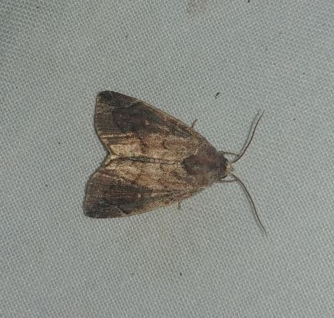 Rusina ferruginea 
