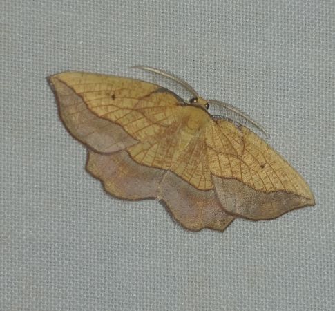 Epione repandaria 