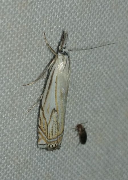 Crambus lathoniellus 
