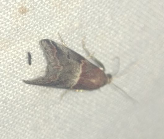 Acrobasis marmorea 