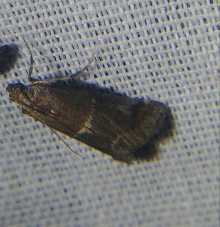 Acrobasis marmorea 