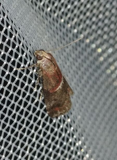 Acrobasis marmorea 