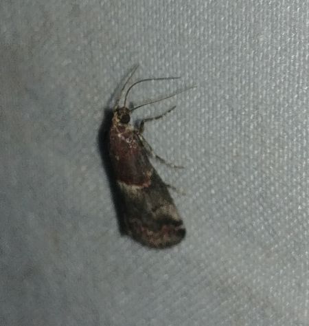 Acrobasis marmorea 