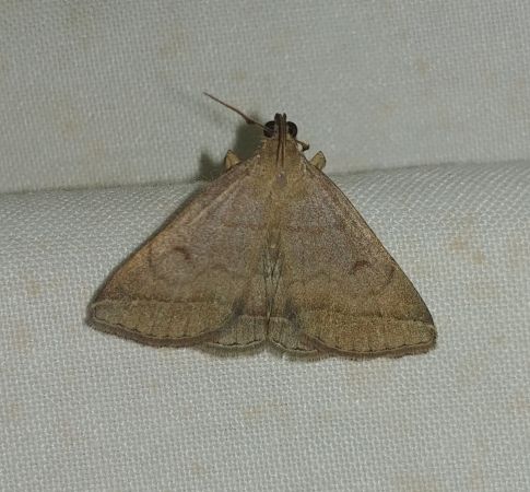 Zanclognatha lunalis 