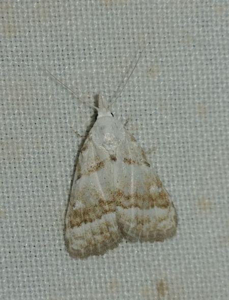Nola aerugula 