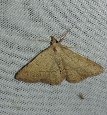 Paracolax tristalis 