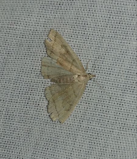 Paracolax tristalis 