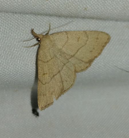 Paracolax tristalis 