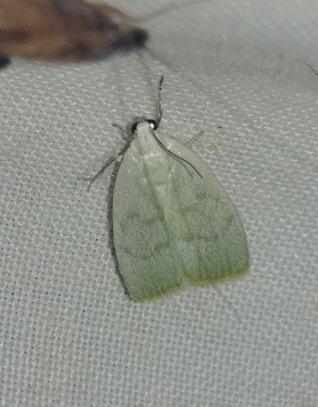Earias vernana 