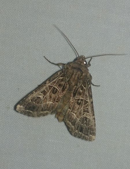 Sideridis reticulata 
