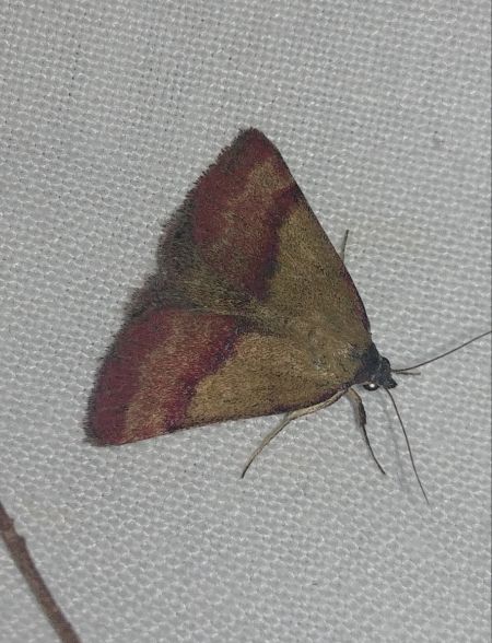 Phytometra viridaria 