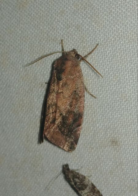 Cosmia pyralina 
