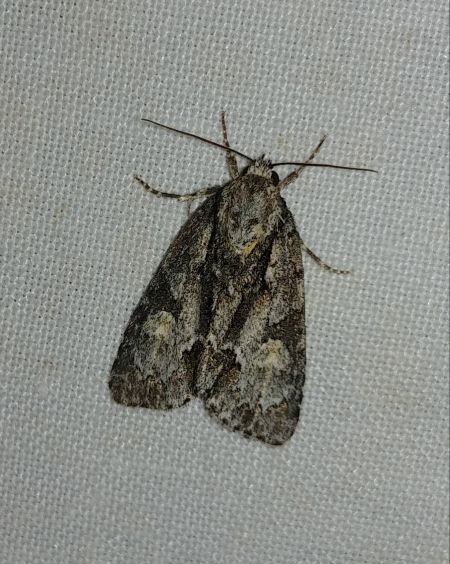 Acronicta strigosa 