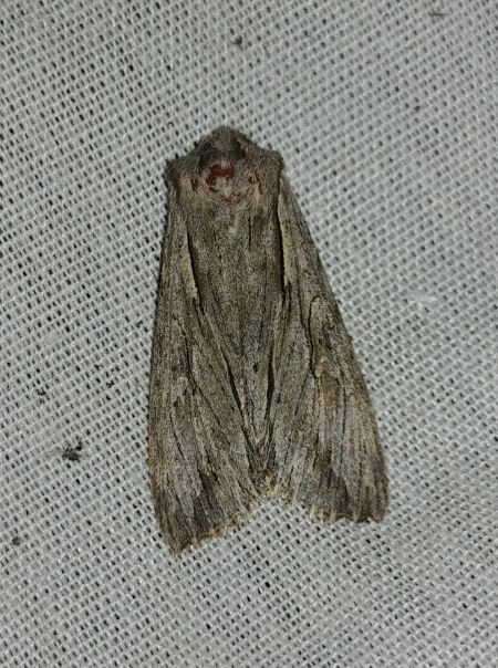 Auchmis detersa 