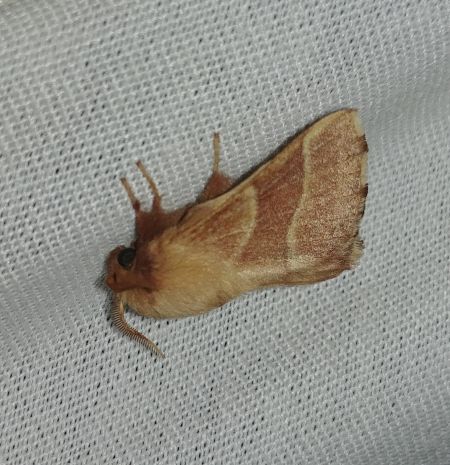 Bombyx à livrée 