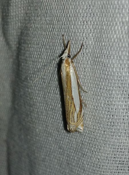 Crambus des pâturages 