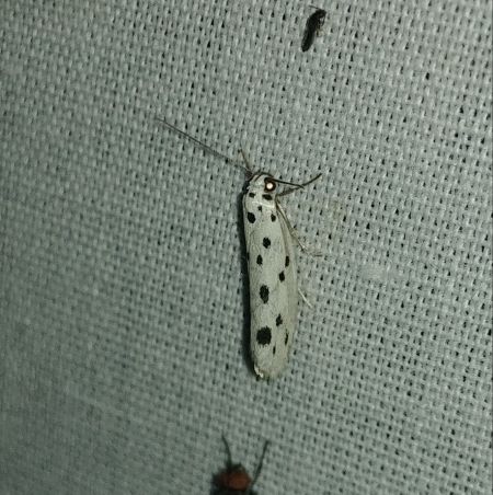 Ethmia dodecea 
