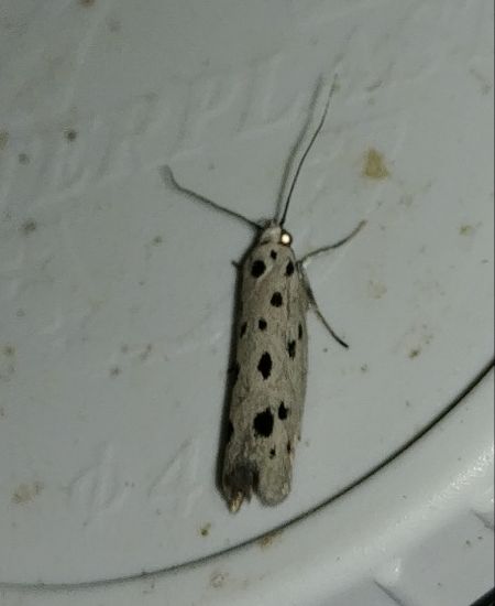 Ethmia dodecea 