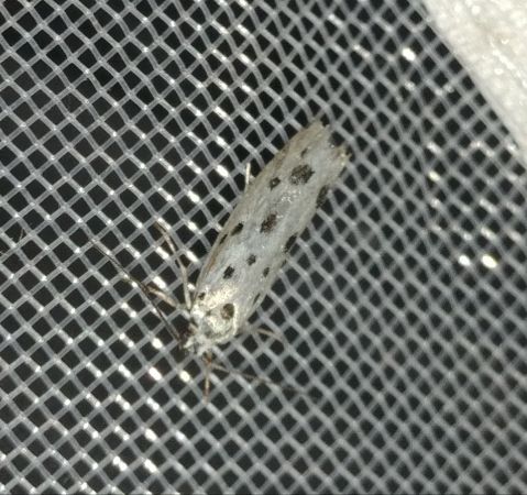 Ethmia dodecea 
