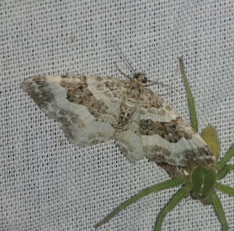 Epirrhoe rivata 