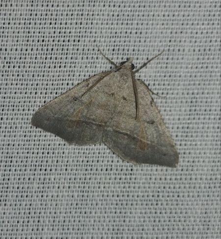 Macaria artesiaria 