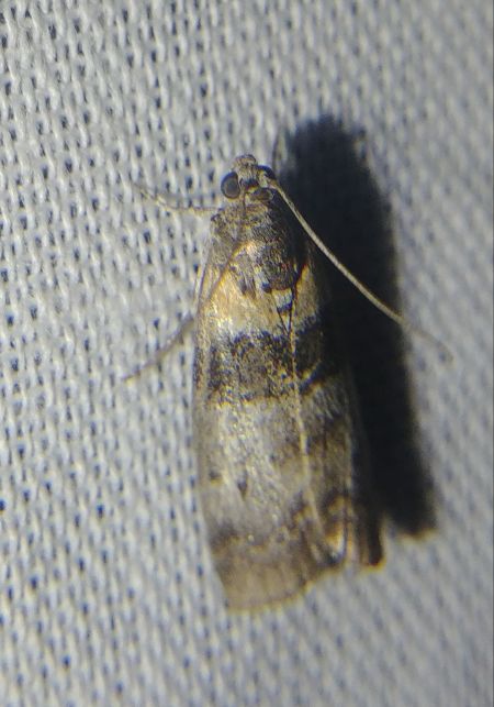Sciota rhenella 