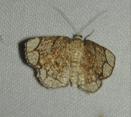 Stegania cararia 