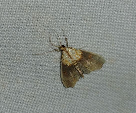 Agrotera nemoralis 