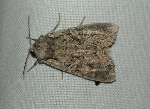 Lacanobia aliena 