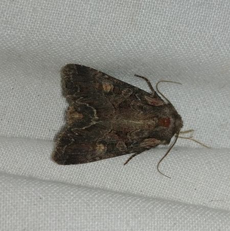 Lacanobia aliena 