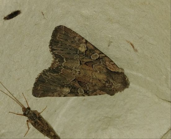 Lacanobia aliena 