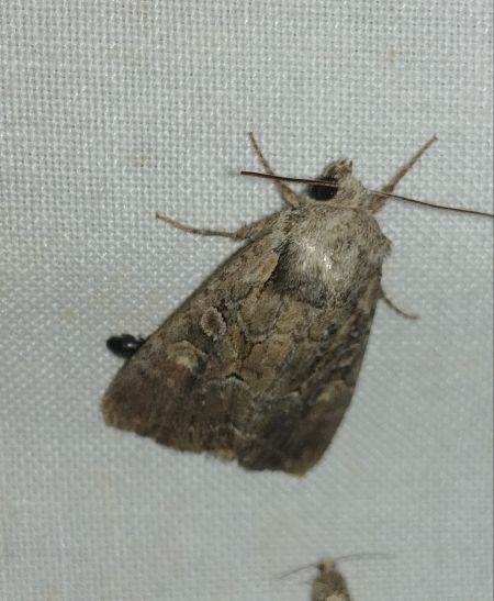 Lacanobia aliena 