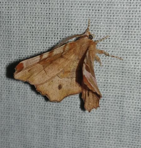 Selenia tetralunaria 