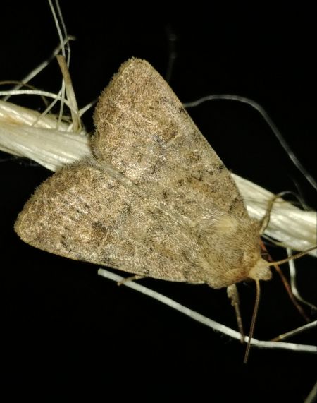 Caradrina morpheus 