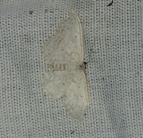 Scopula marginepunctata 