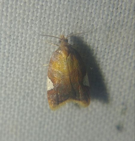 Acleris holmiana 