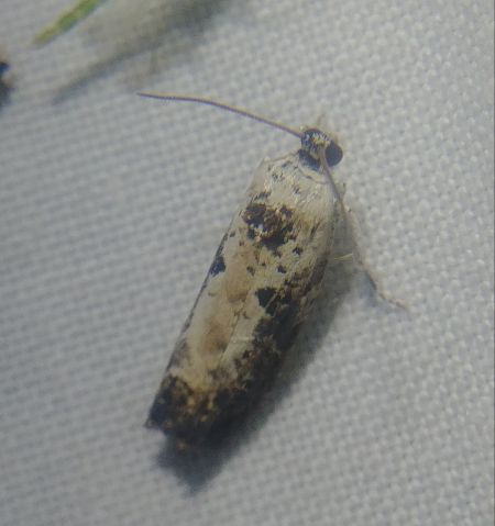 Hedya salicella 