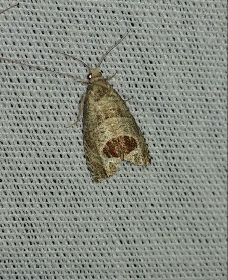 Notocelia uddmanniana 