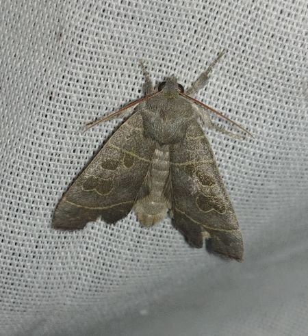 Ipimorpha subtusa 