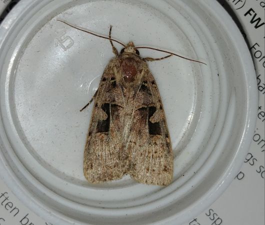 Xestia triangulum 
