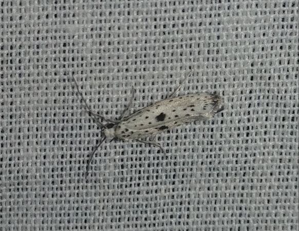 Yponomeuta plumbella 