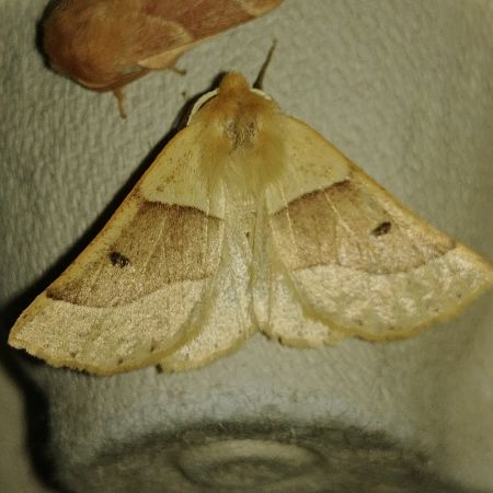 Crocallis elinguaria 