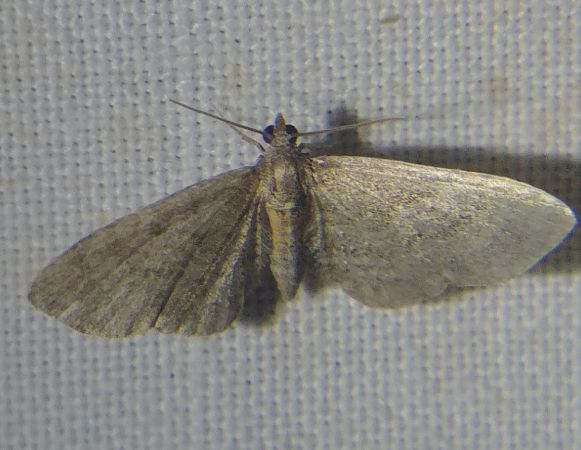 Eupithecia haworthiata 