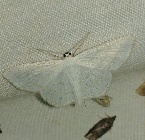 Scopula subpunctaria 
