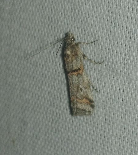 Khorassania compositella 