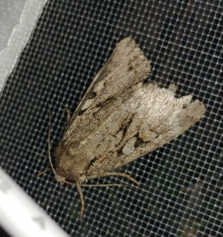 Apterogenum ypsillon 